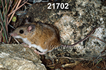 Peromyscus-leucopus tornillo